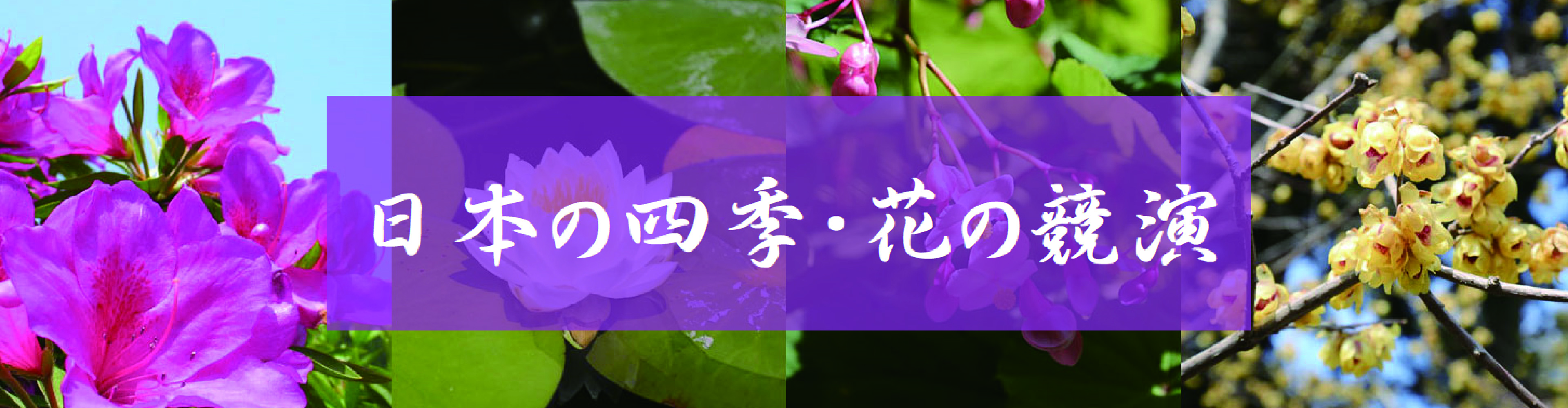 日本の四季　花の競演