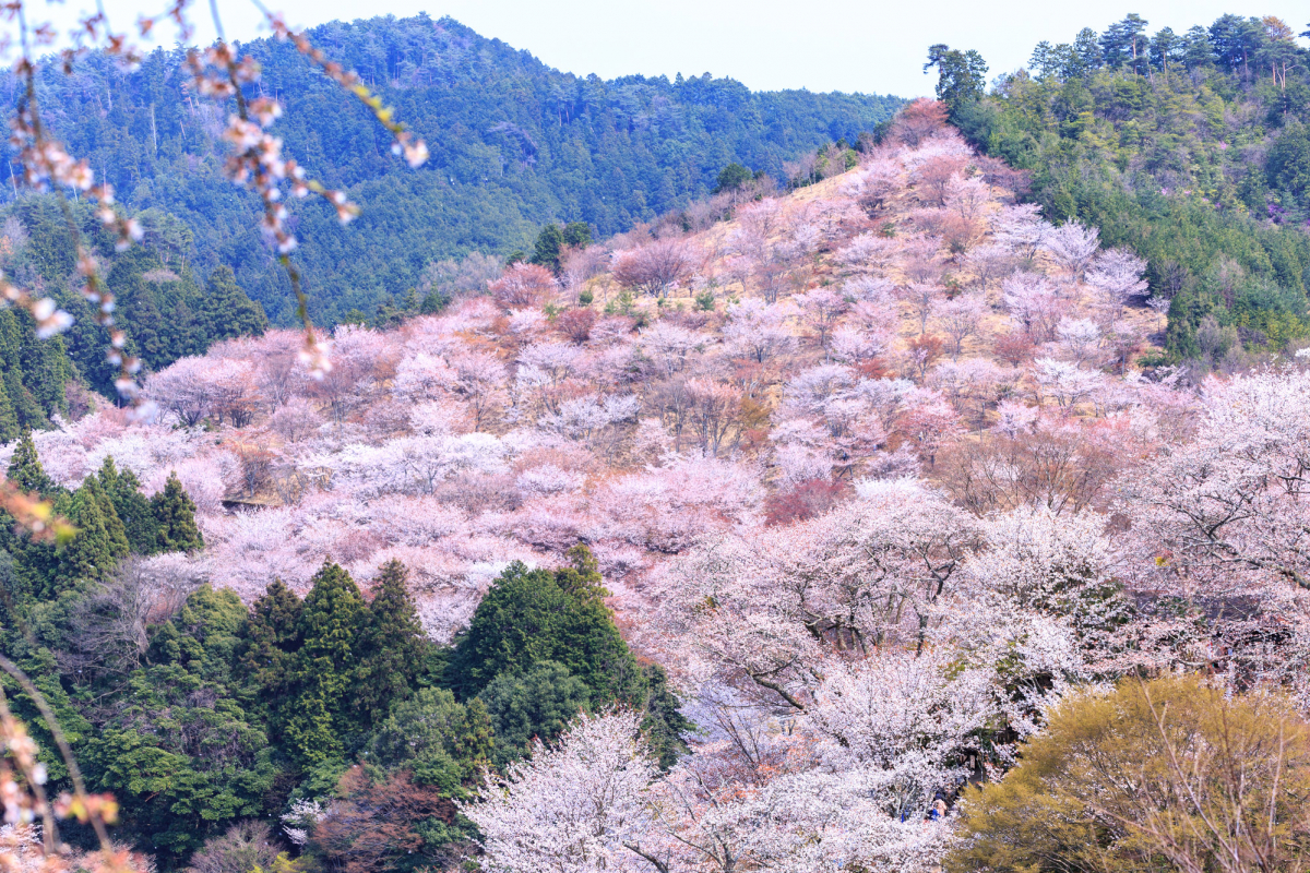 日本の魅力］日本の桜の名所 Best10 - 株式会社現代不動産